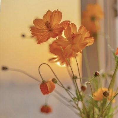 星空体育安卓app下载